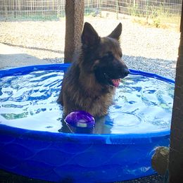 German Shepherd Puppies from Majestic Royal German Shepherd’s