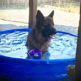 German Shepherd Puppies from Majestic Royal German Shepherd’s