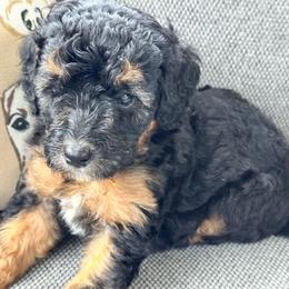 Txix yellow collar - Phantom female Poodle puppy in Lakeland, Florida from Gulfside Poodles