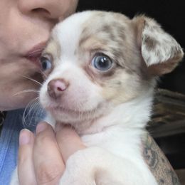 Chip (2000) - Merle male Chihuahua puppy in Tomball, Texas from Katie's Krew