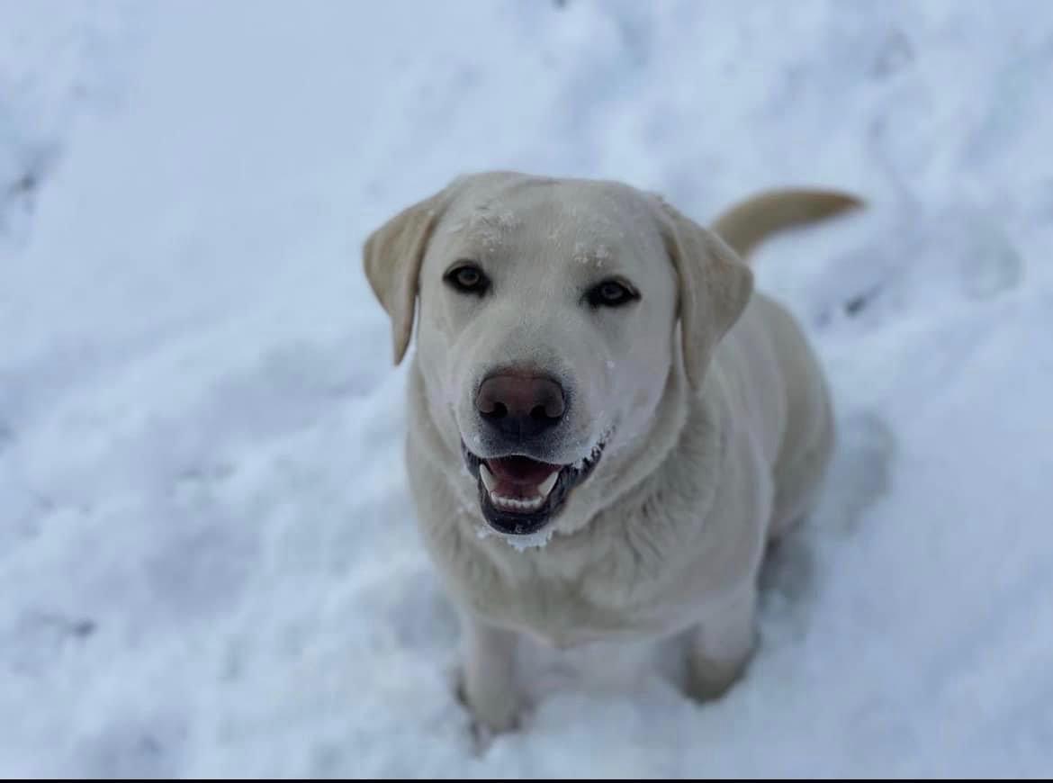 Wicked Pines Retrievers in North Carolina Labrador Retriever and