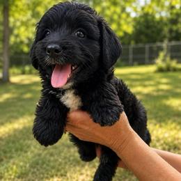 Monica - Black and white female Aussiedoodle puppy in Abbeville, South Carolina from Double E Doodles