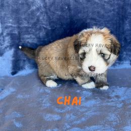 CHAI - Fawn sable male Havanese puppy in Fielding, Utah from LUCKY HAVANESE