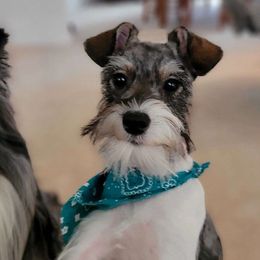 Lilly - Miniature Schnauzer