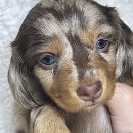 Dachshunds from Teenie Tiny Doxies