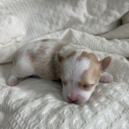 Girl Parti - White and tan female Morkie puppy in Alpharetta, Georgia from Morkies of Milton