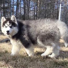 Lemir - Black and white male Siberian Husky puppy in Woodlawn, Virginia from Delta Huskies