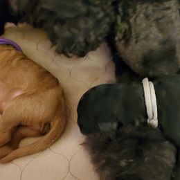 Poodle Puppies from Deborah Busch Poodles