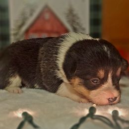 Butterball - Black and tan female American Corgi puppy in Gouverneur, New York from St. Lawrence Corgis