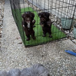 Havanese Puppies from Havanese on the Hill