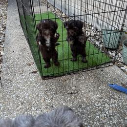 Havanese Puppies from Havanese on the Hill