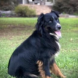 Waylon - Australian Shepherd