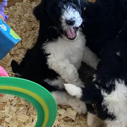 Poodle Puppies from Southern Sunshine Standards
