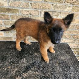 Red - Mahogany and black male Belgian Tervuren puppy in Merrill, Michigan from Reves Vifs Belgian Shepherds