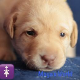Yellow collar - Yellow female Labrador Retriever puppy in Wallace, North Carolina from Maya's World Labradors with Love