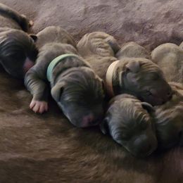 Great Dane Puppies from Grant’s Gorgeous Greats