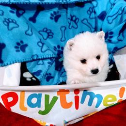 Garnet - White male American Eskimo Dog puppy in Live Oak, Florida from Pecan Ridge Puppies