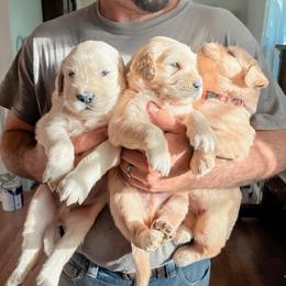 Golden Retriever and Pembroke Welsh Corgi Puppies from Rose n’ Thistle Farm