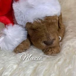 Bernedoodle Puppies from PNW Sheepies and Doodles