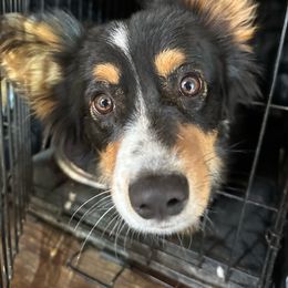 Izzy - Pembroke Welsh Corgi
