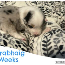 Torabhaig - Blue merle male Australian Shepherd puppy in Grand Junction, Colorado from Niyu Aussies