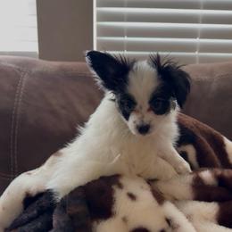 Chloe - White black and tan female Papillon puppy in Howe, Oklahoma from Southern Sweet Papillons