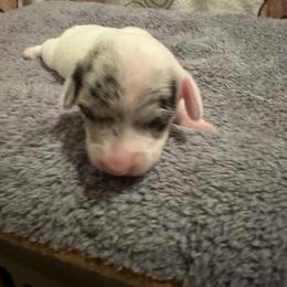 Clover - Dapple female Dachshund puppy in Henrico, Virginia from All About Pets