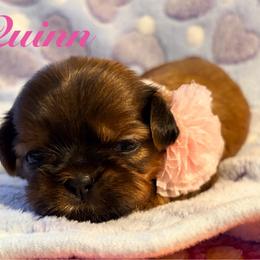 Quinn - Red female Shih Tzu puppy in Hemet, California from Aloha Shih Tzu