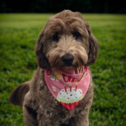 Josie - Australian Labradoodle