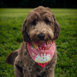 Josie - Australian Labradoodle
