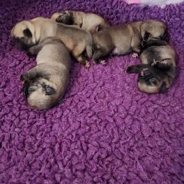 Pug Puppies from KNGZ Kennel