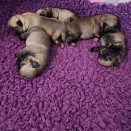 Pug Puppies from KNGZ Kennel
