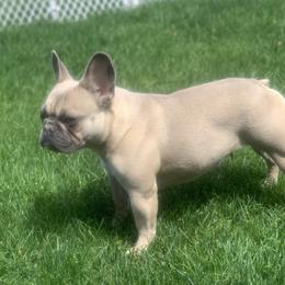 Bailee - French Bulldog