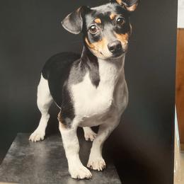 Dixie - Teddy Roosevelt Terrier