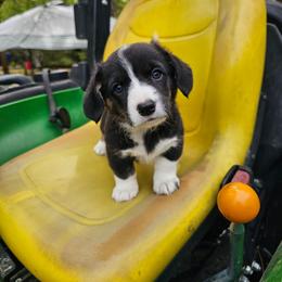 Oynx - Brindle and white female American Corgi puppy in Boise, Idaho from Porter Creek Corgis