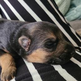 Boy 5 - Black and red male German Shepherd puppy in Coatesville, Pennsylvania from Jessica's German Shepherds