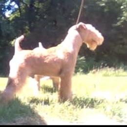 Zora - Lakeland Terrier