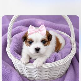 Fiona - Liver and white female Shih Tzu puppy in Rockmart, Georgia from Sonya Garrett