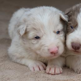 Grey Collar - Lilac merle male Border Collie puppy in Courtland, Alabama from C Bar C Ranch Border Collies