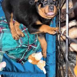 Rottweiler Puppies from G.M. Rottweilers"N-E OHIO"