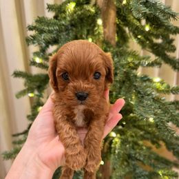 Toby - Red male Cavapoo puppy in Midland, North Carolina from Rocky River Cavapoos