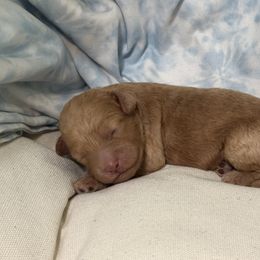 Boy 2 - Red male Cockapoo puppy in Granger, Iowa from M&M Cockapoos of Iowa