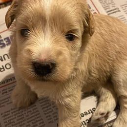 Miniature Schnauzers from Whodeenys