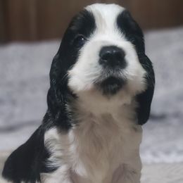 English Springer Spaniel Puppies from Rocky Top Springer Spaniels
