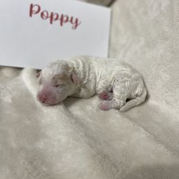 Girl 1 - White female Lagotto Romagnolo puppy in Minster, Ohio from 1880 Lagotto