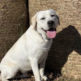 Johnny Ray  - Labrador Retriever