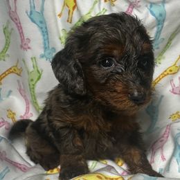 Summer - Dapple female Dachshund puppy in Connersville, Indiana from MoonShine Babies