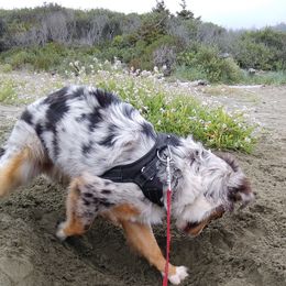 Australian Shepherd and Miniature Australian Shepherd Puppies from Grayback Aussies
