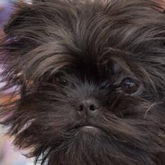 Affenpinschers from Coachlight