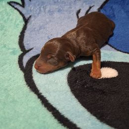 Thunder - Chocolate and rust male Miniature Pinscher puppy in Grove, Oklahoma from K&J's Min Pins Of Grand Lake